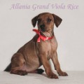 ALLANIA  GRAND  VIOLA  RICE