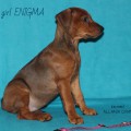 ALLANIA GRAND ENIGMA