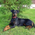 ORABI KOREL VEGA BLACK PEARL ORABI KOREL VEGA BLACK PEARL