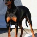 RIA'S SOMMERWIND'S LADY NELLY