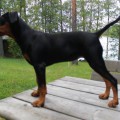 BLACK KISSER'S DIAMOND PRINCESS