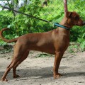 ISHBELS CINNAMON