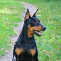 ZHANETLAIN  JUVELINA VANDER FLAUE