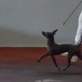 AWFUL PERRO SIN PLUMAS AWFUL PERRO SIN PLUMAS