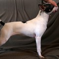 FINEHILL GENETIC LOVE FINEHILL GENETIC LOVE