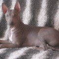 EMMETT DE BEATRIX BOHEMICA