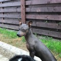 OGNENNY LOTOS LAKOSTA OGNENNY LOTOS LAKOSTA