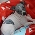 BALOO TOP TEMPERAMENTE BALOO TOP TEMPERAMENTE