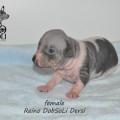 REINO DOBSOLI DERSI REINO DOBSOLI DERSI