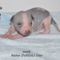 REINO DOBSOLI DAX REINO DOBSOLI DAX