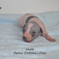 REINO DOBSOLI DIAS REINO DOBSOLI DIAS
