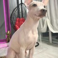 REALGOLDNIMA SHOW WINNER SHATTO WHITE REALGOLDNIMA SHOW WINNER SHATTO WHITE