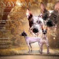 ANAYNOA LONG BEACH ANAYNOA LONG BEACH