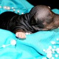 GATSBY NO DOUBT LOVING GATSBY NO DOUBT LOVING