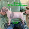 CINONDRA HIT THE GROUND RUNNIG