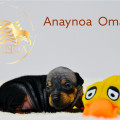 ANAYNOA OMAHA