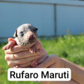 RUFARO MARUTI
