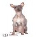 GHOTICAT ALARIE