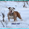 INFANTRY GOLD YUSTINA