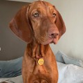 EMMA-GINA GOLDEN LADY EMMA-GINA GOLDEN LADY