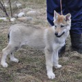 RAISING STAR ARISTOKRAT RAISING STAR ARISTOKRAT