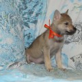 RAISING STAR AZALIYA RAISING STAR AZALIYA