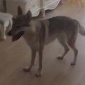 RAISING STAR AMAZONKA RAISING STAR AMAZONKA