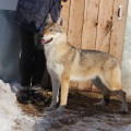 ZABOLLA LIRNIYA S BOGORODSKA ZABOLLA LIRNIYA S BOGORODSKA