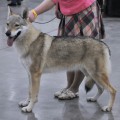 ZENA BITKSI S BOGORODSKA ZENA BITKSI S BOGORODSKA