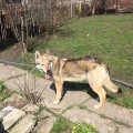 ZLATA ORKIN GEINKO S BOGORODSKA ZLATA ORKIN GEINKO S BOGORODSKA