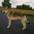 LYCKO Z PERONOWKI LYCKO Z PERONOWKI