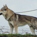ACHELA