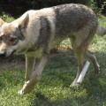 LYSK II Z PERONOWKI LYSK II Z PERONOWKI