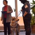 EPOHA VIKTORII IDEALNAYA VOLCHITSA EPOHA VIKTORII IDEALNAYA VOLCHITSA