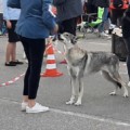 EPOHA VIKTORII KRASOTA SERAYA S ZEMLI TUL'SKOY EPOHA VIKTORII KRASOTA SERAYA S ZEMLI TUL'SKOY