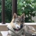 EPOHA VIKTORII LOVELL GREY VOOLF EPOHA VIKTORII LOVELL GREY VOOLF