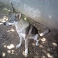 YALOIZA AYRIS YALOIZA AYRIS