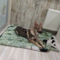 TSARSKAYA ZASTAVA GERDA TSARSKAYA ZASTAVA GERDA