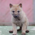 ROMTAT FARM KARAMEL ROMTAT FARM KARAMEL