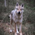ALPINE AURUM URALS WOLF ALPINE AURUM URALS WOLF