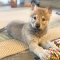 ASTRID ARGENTUM URALS WOLF ASTRID ARGENTUM URALS WOLF