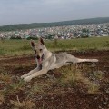 POKORITEL ZARI DJESSI YLVA POKORITEL ZARI DJESSI YLVA