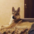 POKORITEL ZARI DOMINIKA