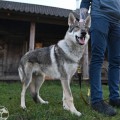 ROMTAT FARM OGON' ROMTAT FARM OGON'