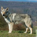 THE BLACK SEA WOLFDOG GINY