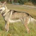 DYDUCH III Z PERONOWKI DYDUCH III Z PERONOWKI