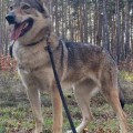 VELEVITKA II Z PERONOWKI VELEVITKA II Z PERONOWKI