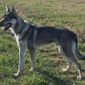 ZAEBOS II Z PERONOWKI ZAEBOS II Z PERONOWKI