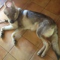 KUSHIEL II Z PERONOWKI KUSHIEL II Z PERONOWKI