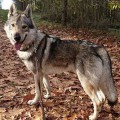 TROYAN II Z PERONOWKI TROYAN II Z PERONOWKI